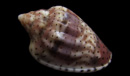 teulerei
